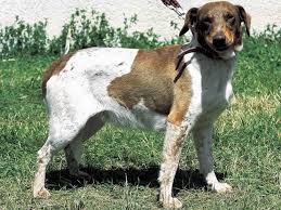 犬を家族に迎える前に